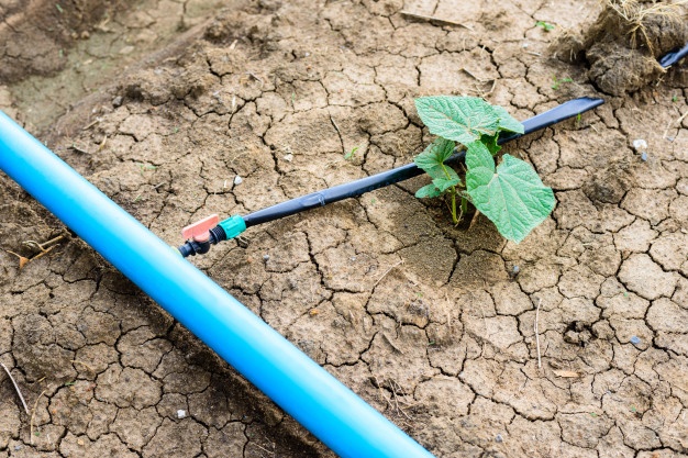 champ-concombre-croissant-systeme-irrigation-goutte-goutte_35355-548
