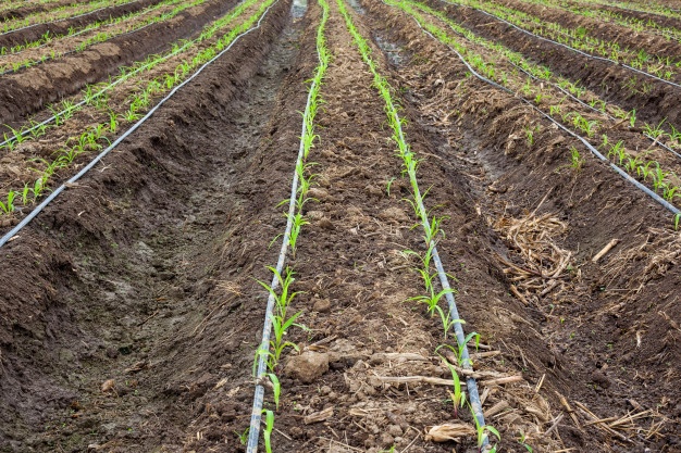 champ-mais-systeme-irrigation-goutte-goutte_1627-3431