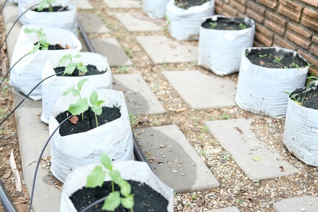 plante-potagere-croissance-systeme-irrigation-goutte-goutte_44098-1266