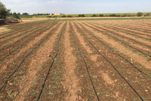 irrigation1