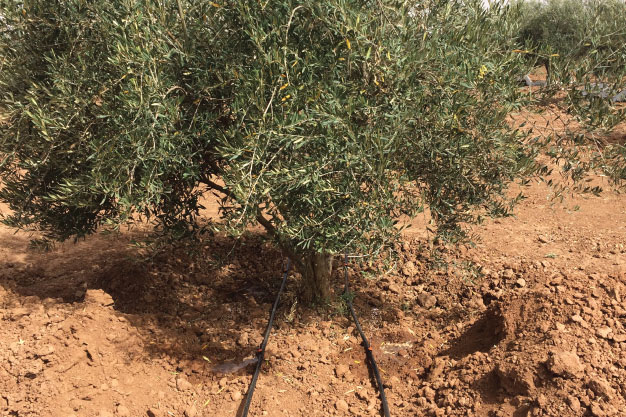 irrigation3