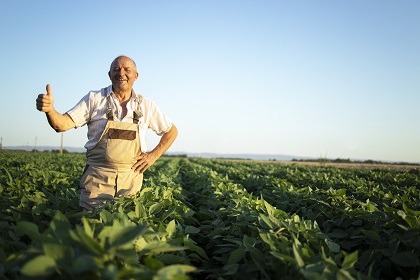Portrait of senior hardworking farmer agronomist in soybean field holding thumbs up checking crops before harvest.